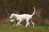 DOGUE ARGENTIN 143
